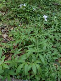 Attēlu rezultāti vaicājumam “Cardamine bulbifera”