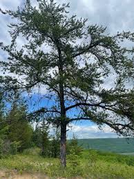 Attēlu rezultāti vaicājumam “Pinus banksiana”