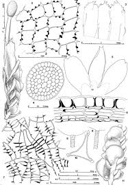 Attēlu rezultāti vaicājumam “Chiloscyphus polyanthos sporophyte”