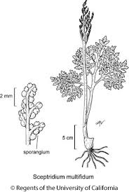 Attēlu rezultāti vaicājumam “Botrychium multifidum”