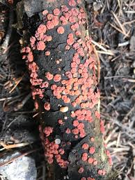 Attēlu rezultāti vaicājumam “Peniophora rufa”