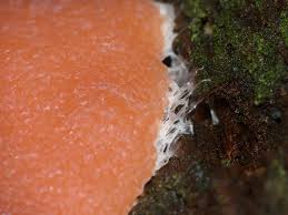 Attēlu rezultāti vaicājumam “Tubifera magna”