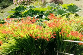 Attēlu rezultāti vaicājumam “Juncus bulbosus leaf”