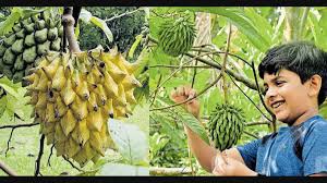 Attēlu rezultāti vaicājumam “Linaria loeselii fruit”