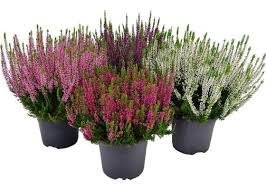 Attēlu rezultāti vaicājumam “Calluna vulgaris flower”