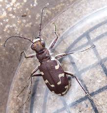 Attēlu rezultāti vaicājumam “Cicindela maritima”