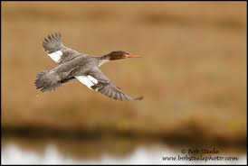Attēlu rezultāti vaicājumam “Mergus serrator female”