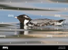 Image result for Synthliboramphus antiquus