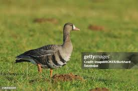 Attēlu rezultāti vaicājumam “Anser albifrons”