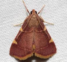 Attēlu rezultāti vaicājumam “Hypsopygia glaucinalis”