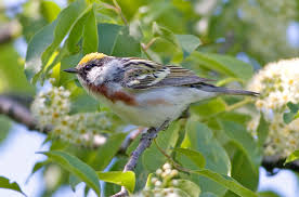 Image result for Dendroica pensylvanica