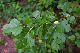 Attēlu rezultāti vaicājumam “Morus alba leaf”