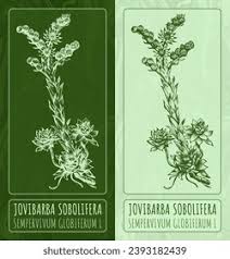 Attēlu rezultāti vaicājumam “Jovibarba globifera flower”