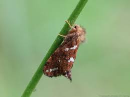 Attēlu rezultāti vaicājumam “Phymatopus hecta”