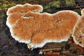 Attēlu rezultāti vaicājumam “Steccherinum ochraceum”