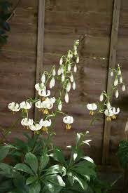 Attēlu rezultāti vaicājumam “Lilium martagon”