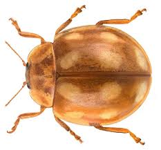 Attēlu rezultāti vaicājumam “Calvia decemguttata larva”