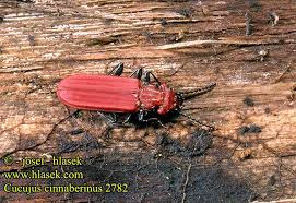 Attēlu rezultāti vaicājumam “Cucujus cinnaberinus”