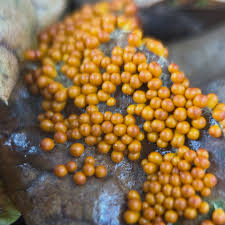 Attēlu rezultāti vaicājumam “Brefeldia maxima spores”