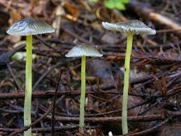 Attēlu rezultāti vaicājumam “Mycena epipterygia”