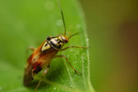 Attēlu rezultāti vaicājumam “Lygus pratensis”