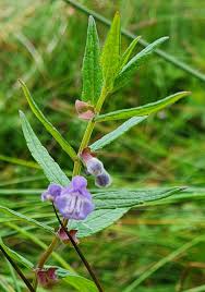 Attēlu rezultāti vaicājumam “Scutellaria galericulata leaf”