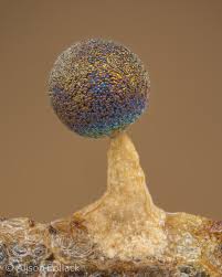 Attēlu rezultāti vaicājumam “Diachea subsessilis young”