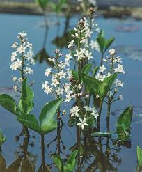 Attēlu rezultāti vaicājumam “Menyanthes trifoliata”