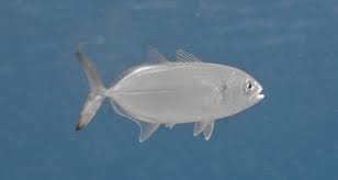 Image result for Caranx latus