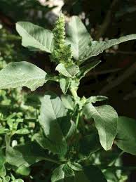 Attēlu rezultāti vaicājumam “Amaranthus retroflexus leaf”