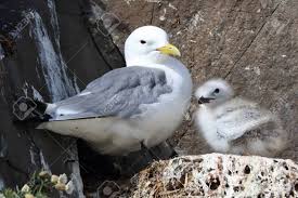 Attēlu rezultāti vaicājumam “Rissa tridactyla”