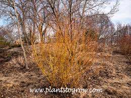 Attēlu rezultāti vaicājumam “Salix alba var. alba”