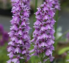 Attēlu rezultāti vaicājumam “Dactylorhiza fuchsii flower”