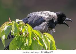 Attēlu rezultāti vaicājumam “Corvus cornix”