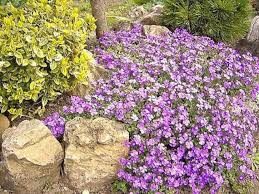 Image result for Aubrieta hybrida (cultorum)