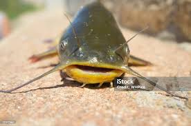 Image result for Ameiurus melas