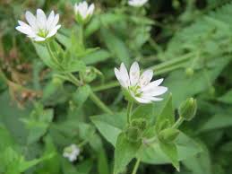 Attēlu rezultāti vaicājumam “Myosoton aquaticum flower”