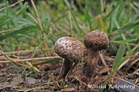 Attēlu rezultāti vaicājumam “Tulostoma fimbriatum”
