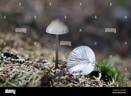 Attēlu rezultāti vaicājumam “Mycena abramsii”