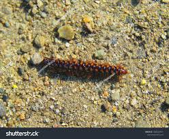 Attēlu rezultāti vaicājumam “Ommatoiulus sabulosus aimatopodus”