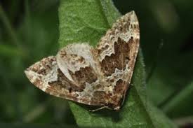 Attēlu rezultāti vaicājumam “Lampropteryx suffumata”