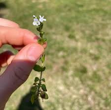 Attēlu rezultāti vaicājumam “Veronica serpyllifolia leaf”