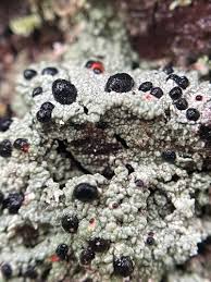 Attēlu rezultāti vaicājumam “Mycoblastus sanguinarius”