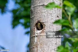 Attēlu rezultāti vaicājumam “Dryocopus martius nest”