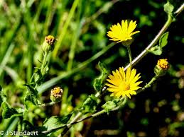 Attēlu rezultāti vaicājumam “Sonchus asper”