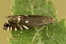 Attēlu rezultāti vaicājumam “Glyphipterigidae”