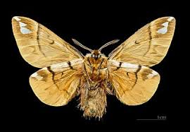 Attēlu rezultāti vaicājumam “Endromidae”