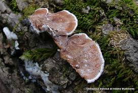 Attēlu rezultāti vaicājumam “Gloeoporus dichrous”