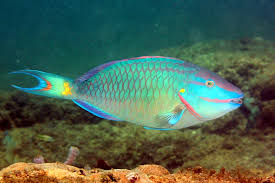 Image result for Sparisoma rubripinne