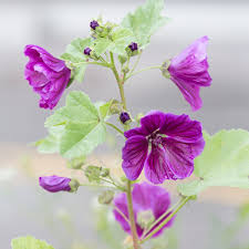 Image result for Malve